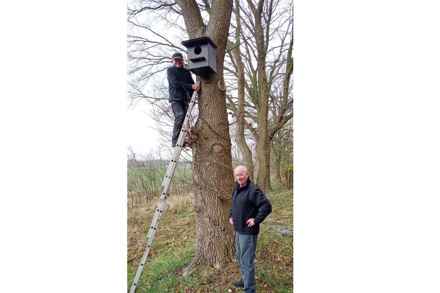 Der Eulennistkasten ist platziert. Foto: auf der Leiter Hermann Baars, davor Peter Franke