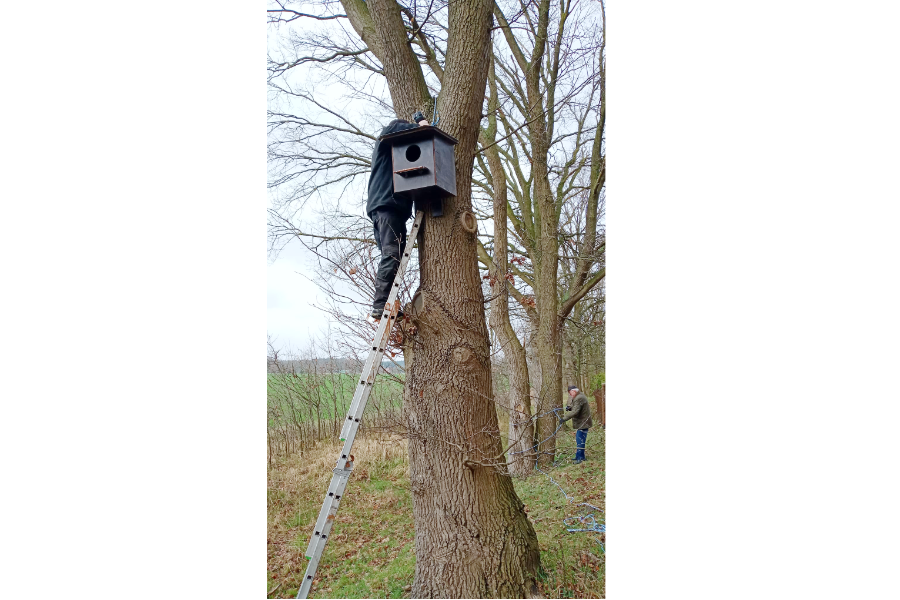 jetzt fehlen noch ein paar kleine Korrekturen. Foto: Hermann Baars auf der Leiter